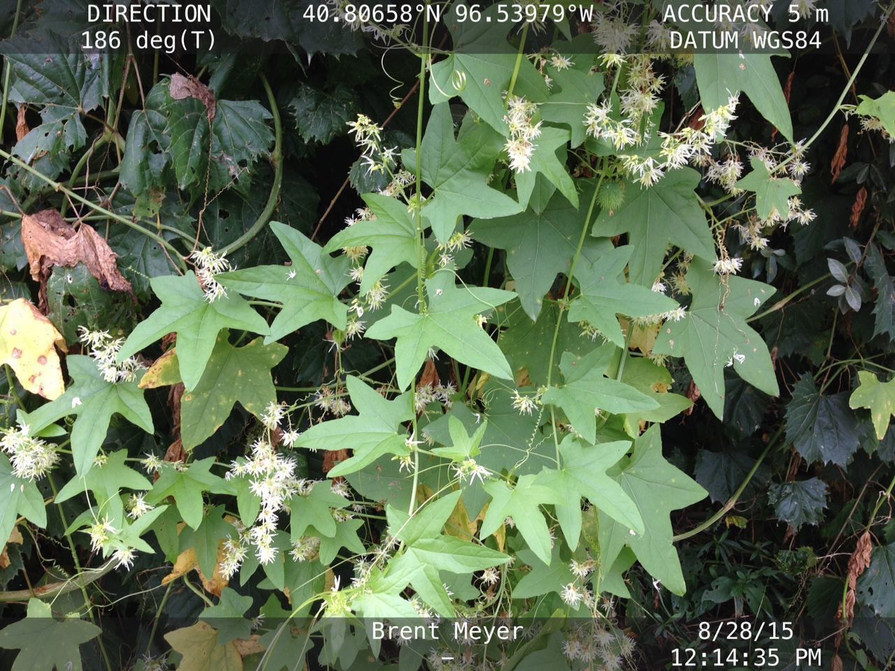 Wild cucumber